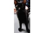 Adopt Shadow a All Black American Shorthair / Mixed (short coat) cat in