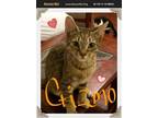 Adopt Gizmo a Brown Tabby American Shorthair (short coat) cat in Snow Camp