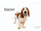 Adopt Bacon Diego a Red/Golden/Orange/Chestnut - with White Basset Hound / Mixed