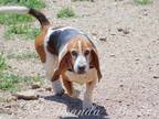 Adopt Mojo a Tricolor (Tan/Brown & Black & White) Basset Hound / Mixed dog in