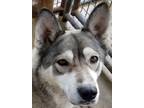 Adopt Nyah a Gray/Silver/Salt & Pepper - with White Husky / Mixed dog in Fresno