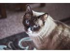 Adopt Tyke a Brown or Chocolate (Mostly) Siamese (short coat) cat in Woodland