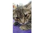 Adopt Meela a Brown Tabby Domestic Shorthair (short coat) cat in Columbus
