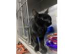 Adopt Doogie a All Black Domestic Shorthair (short coat) cat in Byron Center