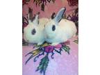Adopt Charleston & LuLu a White Other/Unknown / Mixed (short coat) rabbit in