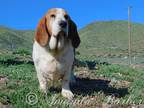 Adopt Rufus a Tricolor (Tan/Brown & Black & White) Basset Hound / Mixed dog in