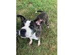 Adopt Gilbert a Brindle - with White Mixed Breed (Medium) / Mixed dog in Red
