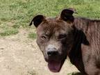 Adopt Care Bear a Brown/Chocolate Pit Bull Terrier / American Pit Bull Terrier /
