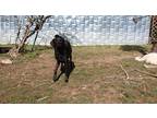 Adopt Hershy a Black Labrador Retriever / Redbone Coonhound / Mixed dog in