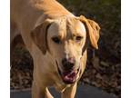 Adopt Ringo a Tan/Yellow/Fawn Labrador Retriever / Mixed dog in Wagoner