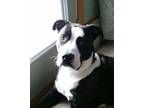 Adopt Oliver a Brindle - with White Pit Bull Terrier / Mixed dog in Schaumburg