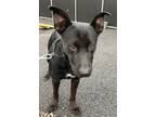 Adopt Lucie a Black German Shepherd Dog / Labrador Retriever / Mixed dog in