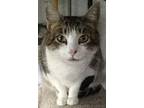 Adopt Daisy a Tan or Fawn Domestic Shorthair (short coat) cat in Newtown