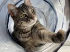 Adopt Zumo a Gray, Blue or Silver Tabby Domestic Shorthair / Mixed (short coat)