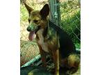 Adopt Velma a Black - with Tan, Yellow or Fawn Australian Shepherd / Mixed dog