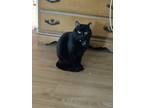 Adopt Meeko a All Black Domestic Shorthair / Mixed (short coat) cat in Meriden