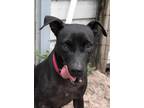Adopt BASIL a Black Labrador Retriever / Pit Bull Terrier / Mixed dog in Palm
