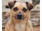 Adopt Hooper a Brown/Chocolate - with Black Terrier (Unknown Type
