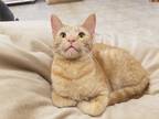 Adopt Fievel a Orange or Red Tabby Domestic Shorthair (short coat) cat in