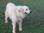 Adopt Polar a White Great Pyrenees / Mixed dog in Blanchard, OK (28649405)