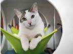 Adopt Gaspar a White (Mostly) Domestic Shorthair (short coat) cat in Los