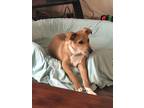 Adopt Mila a Brown/Chocolate - with White American Pit Bull Terrier / Mixed dog