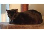 Adopt Shelby a All Black Domestic Shorthair (short coat) cat in Hollywood