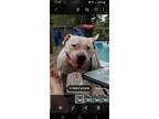 Adopt Jasper a White Pit Bull Terrier / Mixed dog in Bolivia, NC (28242897)