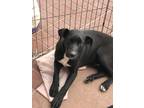 Adopt Penny a Wirehaired Terrier, Labrador Retriever