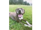 Adopt Violet a Brindle - with White American Pit Bull Terrier / Mixed dog in