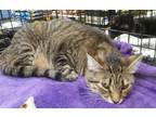 Adopt Penelope a Brown Tabby Domestic Shorthair (short coat) cat in Columbus