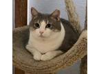 Adopt Danni a Gray or Blue (Mostly) Domestic Shorthair (short coat) cat in