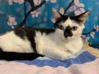 Adopt Lola a Black & White or Tuxedo Domestic Shorthair (short coat) cat in