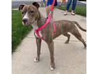 Adopt Rose a Brindle - with White American Pit Bull Terrier / Mixed dog in