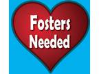 Adopt Dog Fosters Needed a Merle Mixed Breed (Medium) / Mixed Breed (Large) /