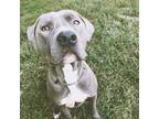 Adopt Kobe a Gray/Blue/Silver/Salt & Pepper American Pit Bull Terrier / Mixed