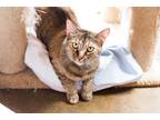Adopt Ginger a Tan or Fawn Tabby Domestic Shorthair (short coat) cat in