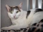 Adopt Awkwafina a White (Mostly) Domestic Shorthair (medium coat) cat in Los