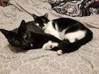 Adopt Opal and Maggie a Black & White or Tuxedo Domestic Mediumhair / Mixed cat