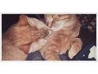 Adopt Max and Bruno a Orange or Red Tabby Domestic Shorthair / Mixed cat in