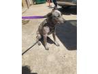 Adopt Sadee a Black - with White Blue Heeler / Mixed dog in Blanchard