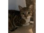 Adopt Anna a Tan or Fawn Tabby Domestic Shorthair (short coat) cat in