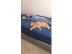 Adopt Jax a Orange or Red Tabby Domestic Longhair / Mixed cat in Pittsfield Twp