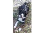 Adopt Tip a Black - with White Border Collie / Australian Shepherd / Mixed dog