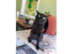 Adopt Midnight a Black (Mostly) Domestic Shorthair (short coat) cat in Toledo