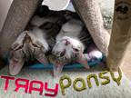 Adopt Pansy a Brown Tabby Domestic Shorthair (short coat) cat in Toledo
