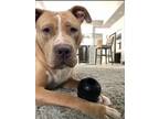 Adopt Luca a Tan/Yellow/Fawn - with White American Pit Bull Terrier /