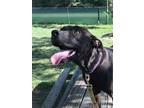 Adopt Jeffrey a Black Labrador Retriever / Mixed dog in Sheridan, TX (28223215)