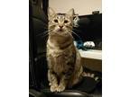 Adopt Teddy a Brown Tabby Domestic Shorthair (short coat) cat in Columbus