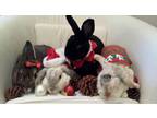 Adopt Adoptable Bunnies a Cinnamon Lop-Eared / Mixed (medium coat) rabbit in